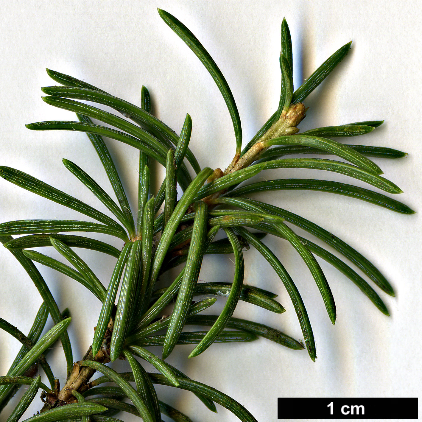 High resolution image: Family: Pinaceae - Genus: Cedrus - Taxon: libani - SpeciesSub: var. brevifolia